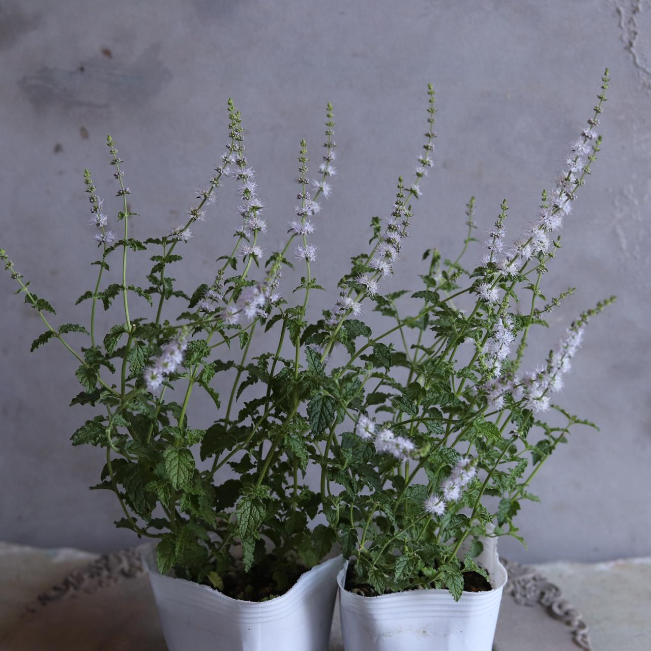 ストロベリーミント　宿根草　小さなお花が咲く　寄せ植えにオススメ1枚目の画像