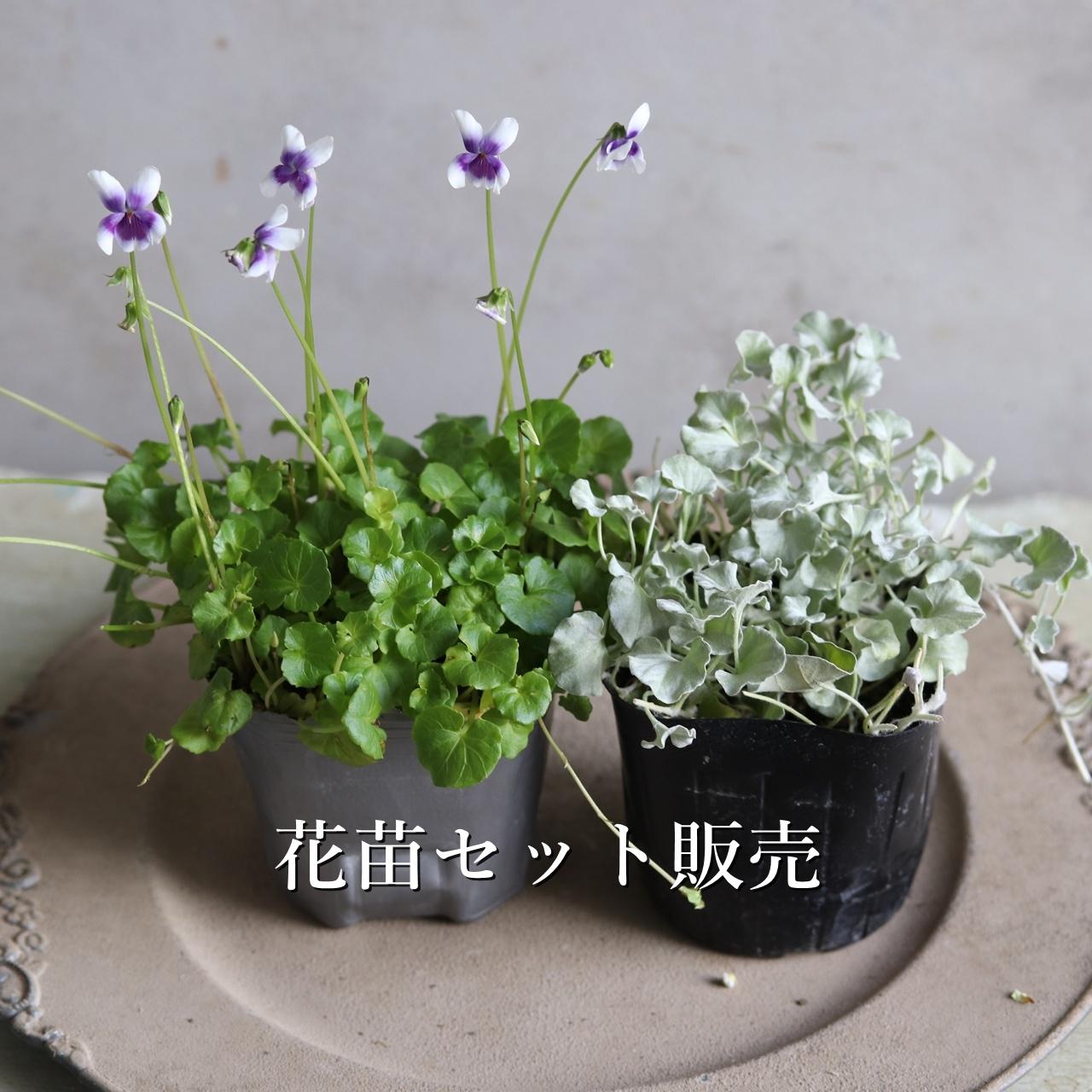花苗セット：秋冬のお花で寄せ植え｜届いてすぐ玄関に植えこみする 　　パンダスミレとディコンドラ1枚目の画像