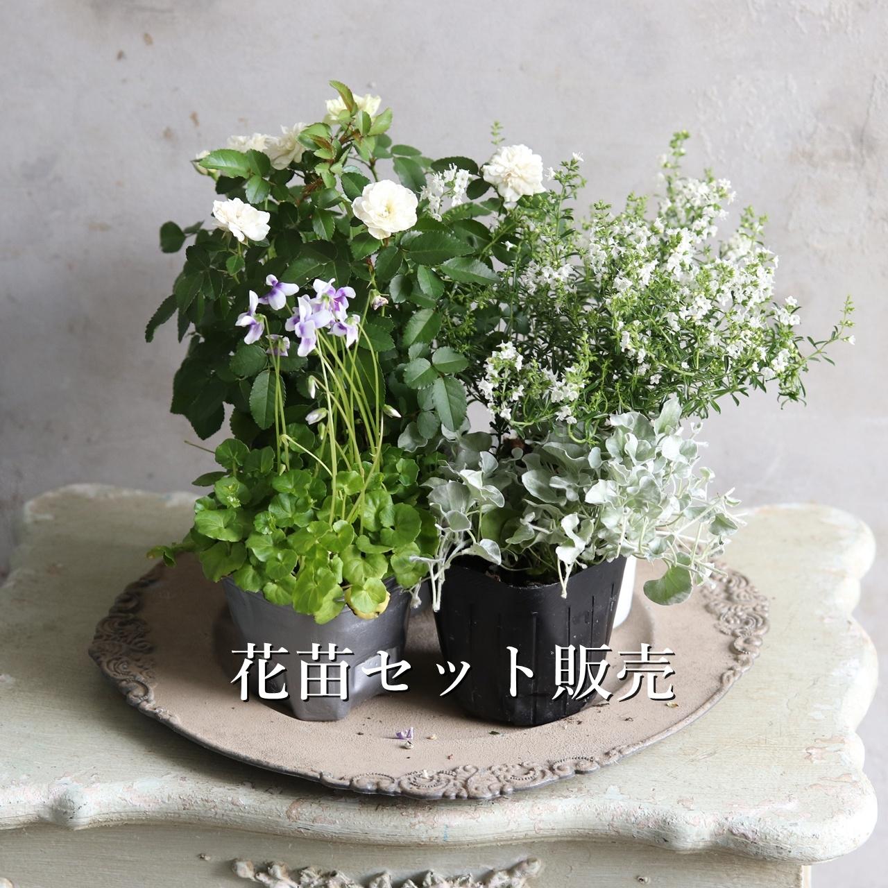 花苗セット：秋冬に楽しむ寄せ植え｜届いてすぐ植えれる　グリーンアイスの寄せ植え1枚目の画像