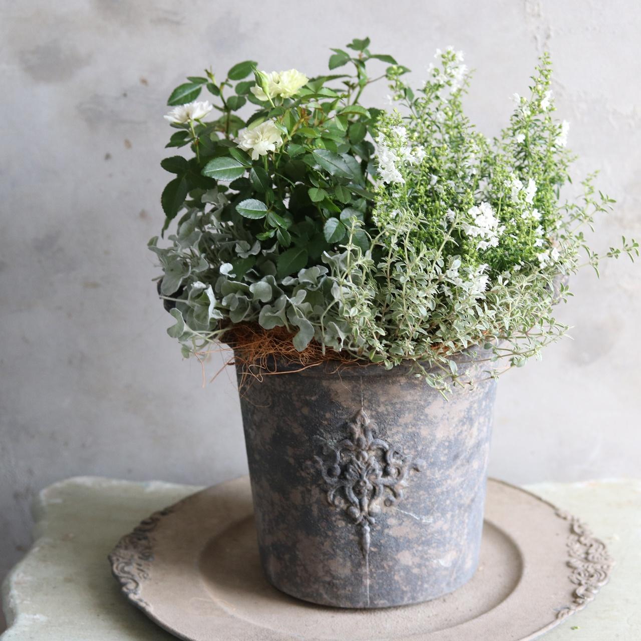 秋冬に楽しむ寄せ植え｜届いてすぐ玄関に飾れる 　シャビーシックなグリーンアイスの寄せ植え1枚目の画像