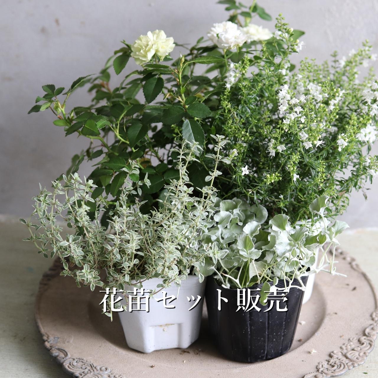 花苗セット：秋冬に楽しむ寄せ植え｜届いてすぐ植えれる　グリーンアイスとシルバータイムの寄せ植え1枚目の画像